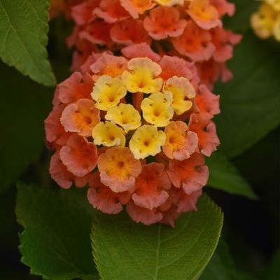 National Plant Network 2.5 in. Lantana Bloomify Mango Plant (3-Pack)