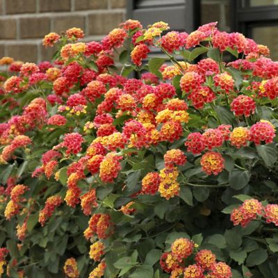 Image showing  2.5 in. Lantana Bloomify Mango Plant (3-Pack)