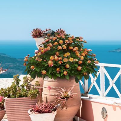 Image showing  2.5 in. Lantana Bloomify Mango Plant (3-Pack)