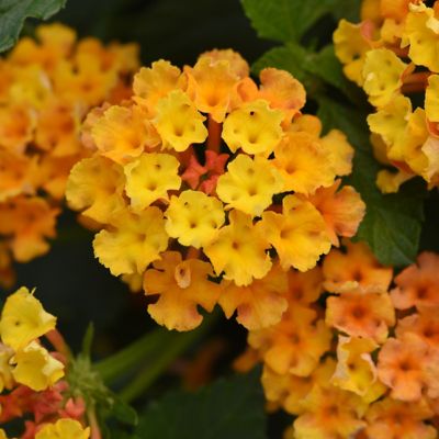 National Plant Network 2.5 in. Lantana Bloomify Orange Plant (3-Pack)