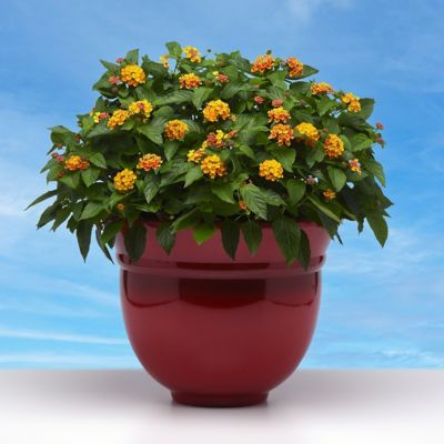 Image showing  2.5 in. Lantana Bloomify Orange Plant (3-Pack)