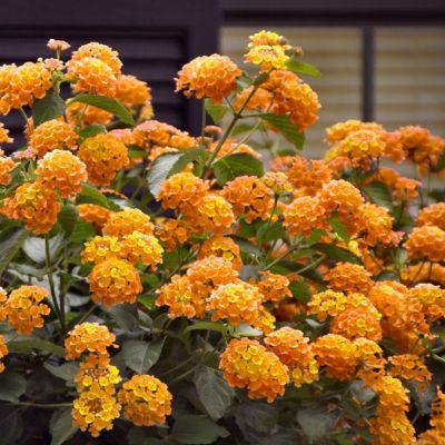 Image showing  2.5 in. Lantana Bloomify Orange Plant (3-Pack)