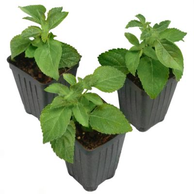 Image showing  2.5 in. Lantana Bloomify Orange Plant (3-Pack)