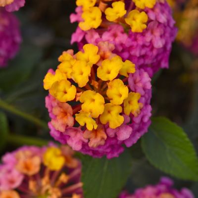 National Plant Network 2.5 in. Lantana Bloomify PassionFruit Plant (3-Pack)