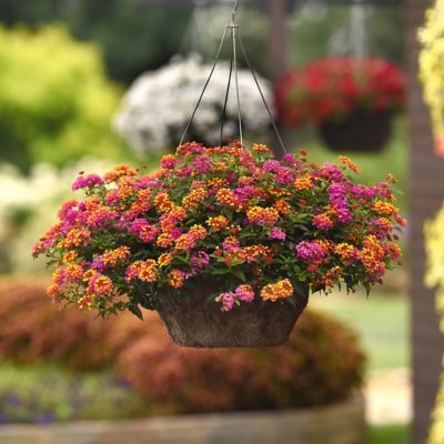 Image showing  2.5 in. Lantana Bloomify PassionFruit Plant (3-Pack)