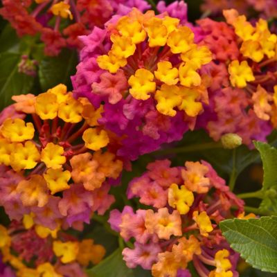 Image showing  2.5 in. Lantana Bloomify PassionFruit Plant (3-Pack)