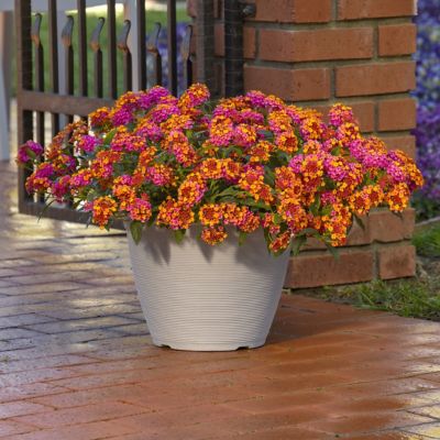Image showing  2.5 in. Lantana Bloomify PassionFruit Plant (3-Pack)