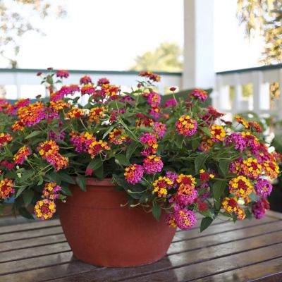 Image showing  2.5 in. Lantana Bloomify PassionFruit Plant (3-Pack)