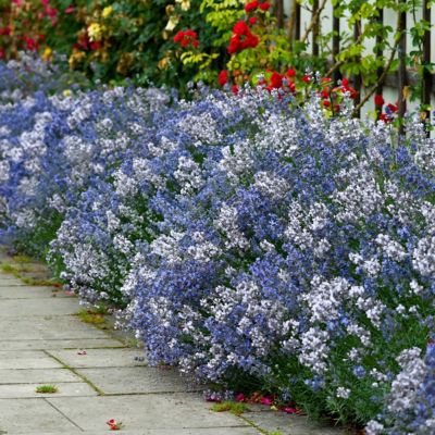 National Plant Network 4 in. 2-N-1 Lavender Big Time Duet Plant (3-Pack)