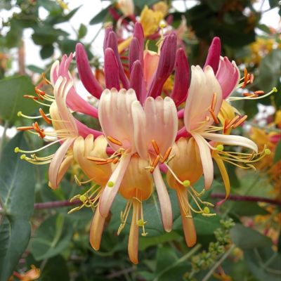 Image showing  4 in. Honeysuckle Peaches and Cream (3-Pack)