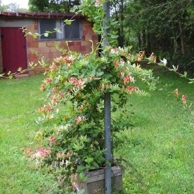 Image showing 5 th National Plant Network 4 in. Honeysuckle Peaches and Cream (3-Pack)