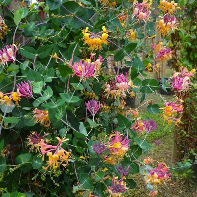 Image showing 6 th National Plant Network 4 in. Honeysuckle Peaches and Cream (3-Pack)