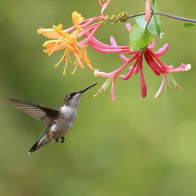 Image showing 7 th National Plant Network 4 in. Honeysuckle Peaches and Cream (3-Pack)