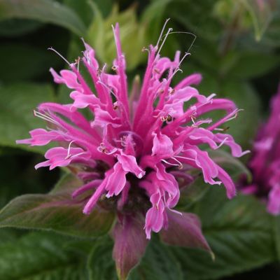 National Plant Network 3.25 in. Potted Monarda Bee-Mine Pink Beebalm Plants, 3 pc.