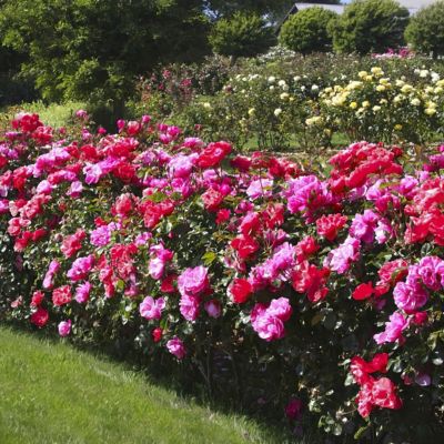 Image showing  1 gal. 2-N-1 Freedom Rose with Pink and Red Flowers