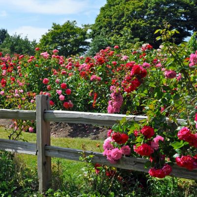 Image showing  1 gal. 2-N-1 Freedom Rose with Pink and Red Flowers