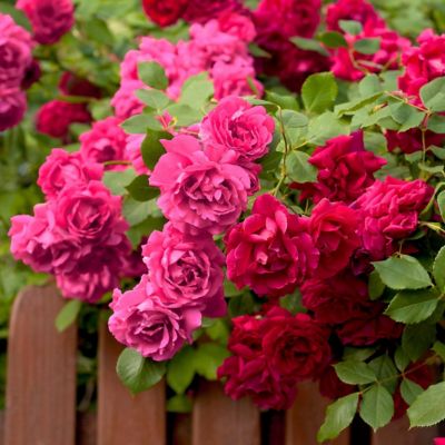 Image showing  1 gal. 2-N-1 Freedom Rose with Pink and Red Flowers