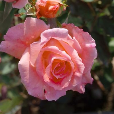 Image showing  Bare Root Cherish Rose (2-Pack)