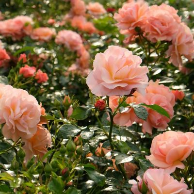 Image showing  Bare Root Cherish Rose (2-Pack)
