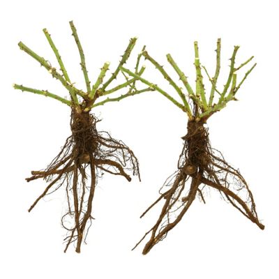 Image showing  Bare Root Cherish Rose (2-Pack)