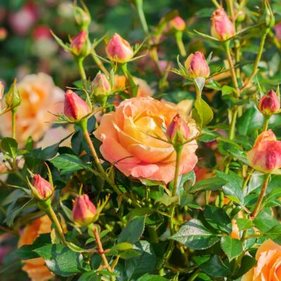 National Plant Network Bare Root Rose Fiesta Veranda (2-Pack) at ...