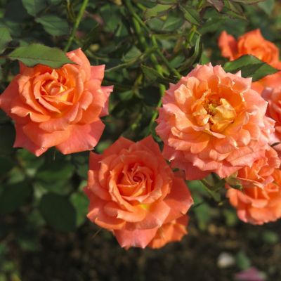 Image showing  Bare Root Rose Gingersnap, 2 pk.