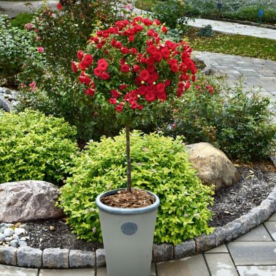 National Plant Network Bare Root Knock Out Rose Tree Double Red