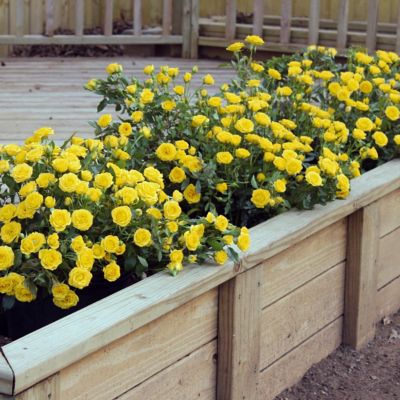 Image showing  2.5 in. Miniature Rose Buttermint (3-Pack)