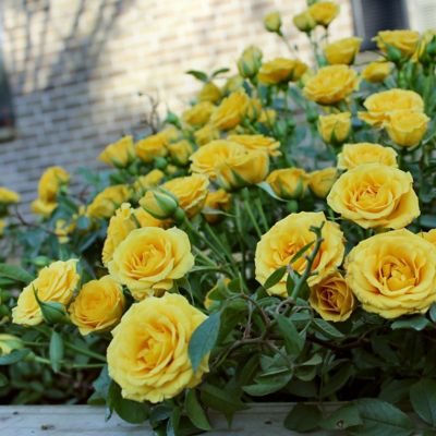 Image showing  2.5 in. Miniature Rose Buttermint (3-Pack)