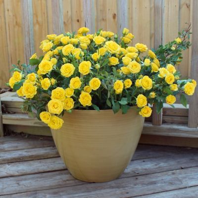 Image showing  2.5 in. Miniature Rose Buttermint (3-Pack)