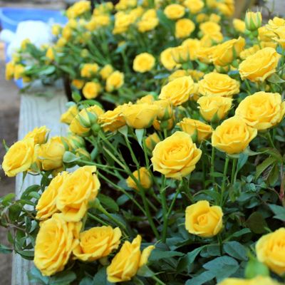 Image showing  2.5 in. Miniature Rose Buttermint (3-Pack)