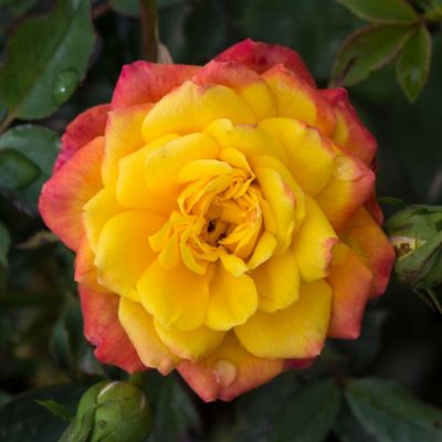 Image showing  2.5 in. Miniature Rose Rainbow Sunblaze (3-Pack)