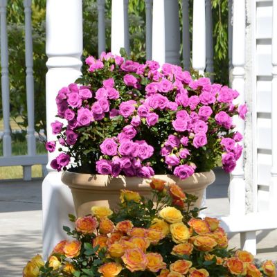 Image showing  2.5 in. Rose Lavender Jewel (3-Pack)