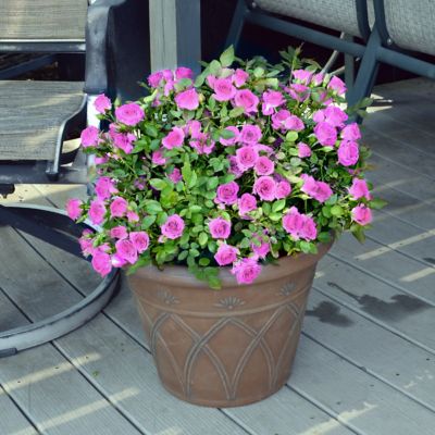 Image showing  2.5 in. Rose Lavender Jewel (3-Pack)