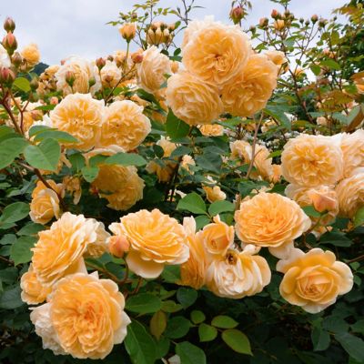 Image showing  2.5 in. Rose Orange Honey (3-Pack)