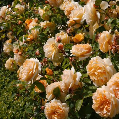 Image showing  2.5 in. Rose Orange Honey (3-Pack)