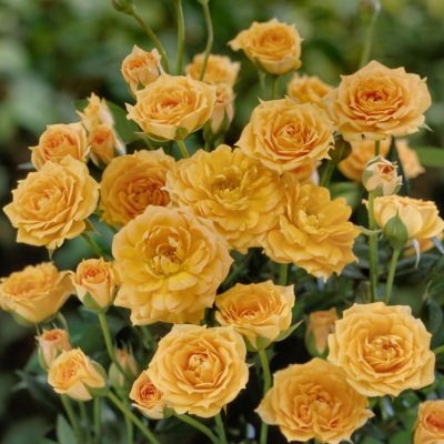 Image showing  2.5 in. Rose Orange Honey (3-Pack)