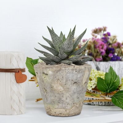 National Plant Network 4 in. Haworthia in Decorative Stone Container