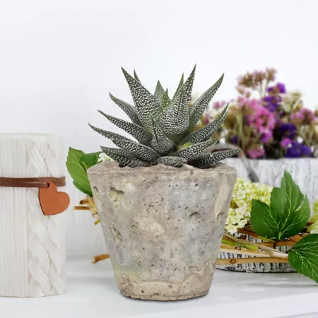 National Plant Network 4" Haworthia in Decorative Stone Container Succulents & House Plants