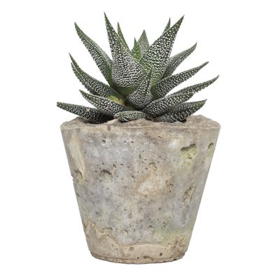 Image showing  4 in. Haworthia in Decorative Stone Container