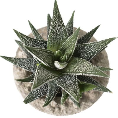 Image showing  4 in. Haworthia in Decorative Stone Container (3-Pack)