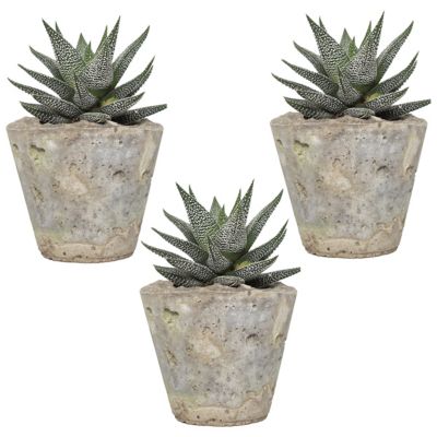 Image showing  4 in. Haworthia in Decorative Stone Container (3-Pack)