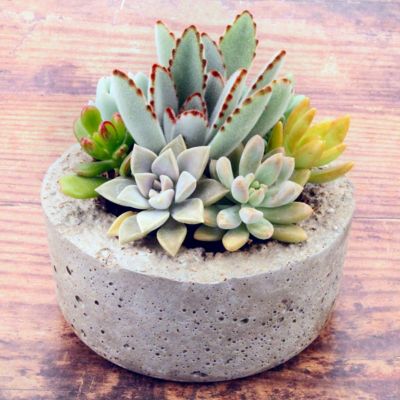 National Plant Network 6 in. Succulent Garden Mix in Decorative Stone Container