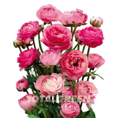 National Plant Network Pink Peony Ranunculus Bulb Kit at Tractor Supply Co