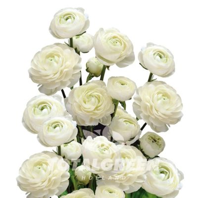 National Plant Network White Peony Ranunculus Bulb Kit