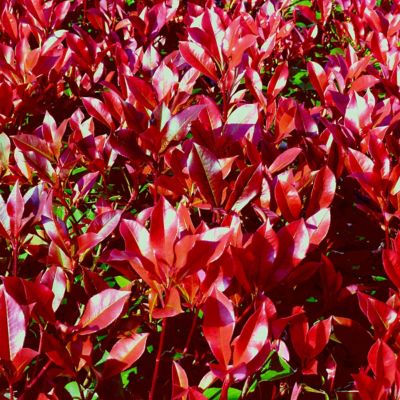 Image showing  2.25 gal. Photinia Dynamo Red Shrub with White Flowers