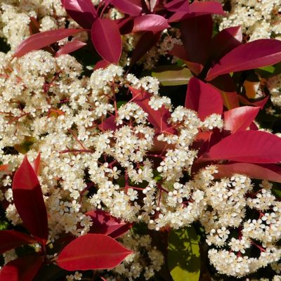 Image showing  2.25 gal. Photinia Dynamo Red Shrub with White Flowers