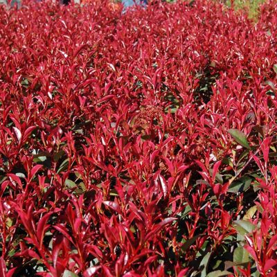 Image showing  2.25 gal. Photinia Dynamo Red Shrub with White Flowers