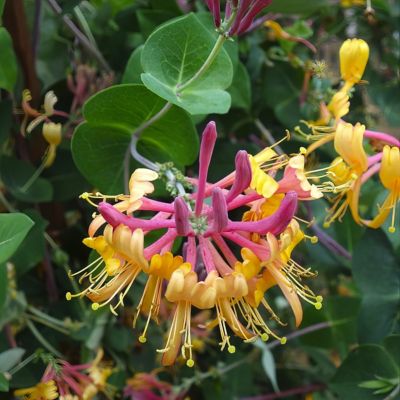 National Plant Network 2.25 gal. Honeysuckle Peaches and Cream Perennial Vine with Multicolor Flowers