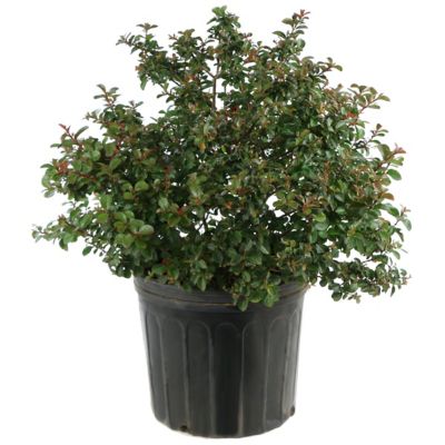 National Plant Network 2.25 gal. Crape Myrtle Enduring Red Shrub with Red Flowers